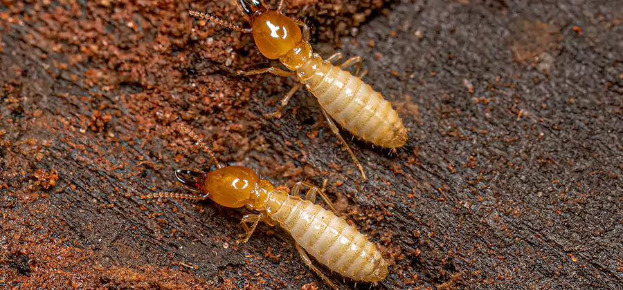 Structural Heat Termite Treatment in Herndon