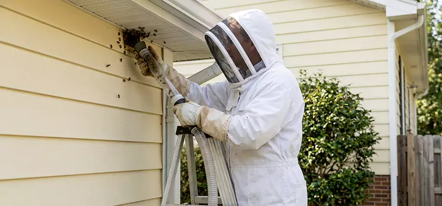 Wasp Nest in Wall Removal in Herndon