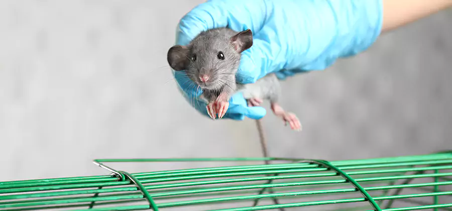 Humane Rat Trapping in Herndon