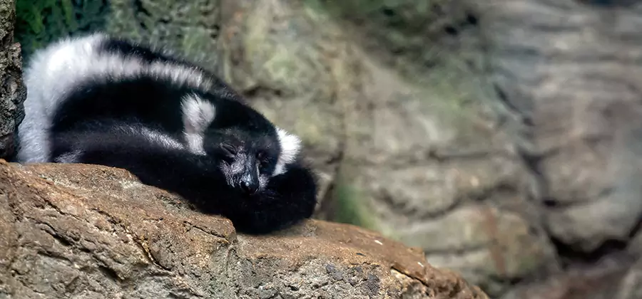 Humane Skunk Removal in Herndon