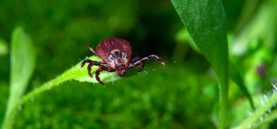 Tick Prevention for Yard in Herndon