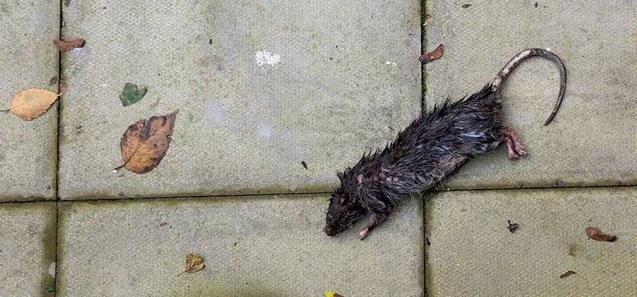 Mice in the Attic Removal in Herndon