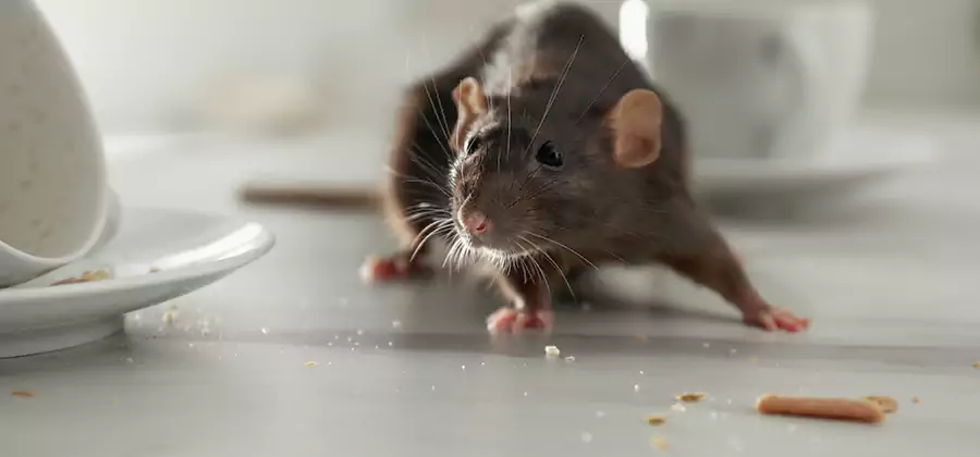 Rodent Feces Removal in Herndon