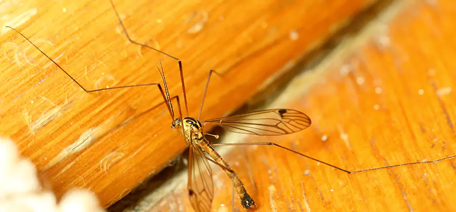 Exterior Mosquito Control in Herndon