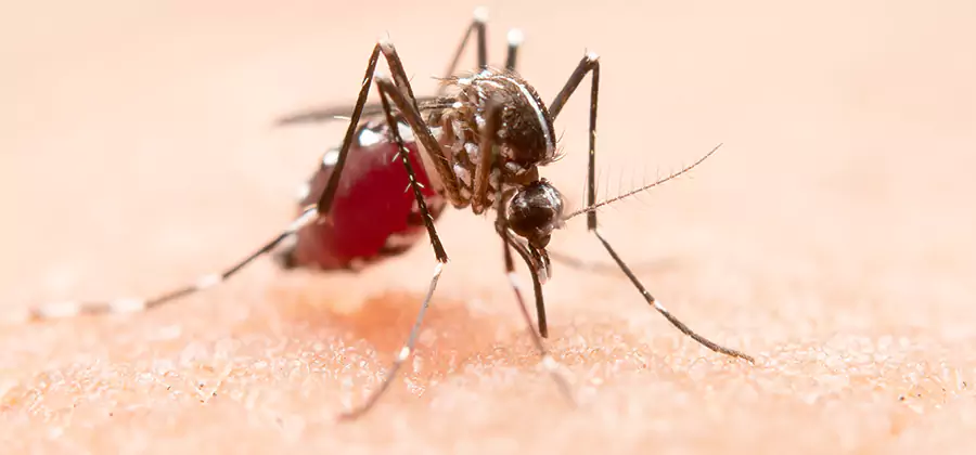 Pond Mosquito Control and Water Treatment in Herndon
