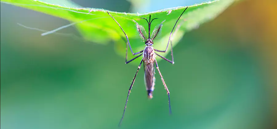 Home Defense Insect Killer in Herndon