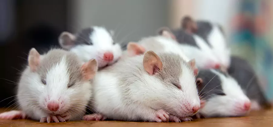 Herndon Pet Safe Mice Control