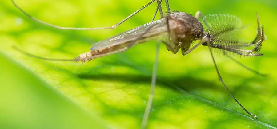 Herbal Mosquito Repellent Treatment in Herndon