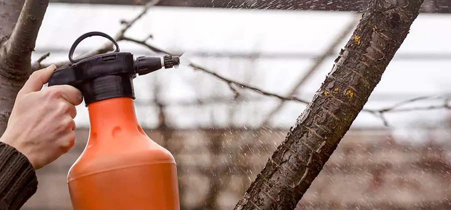Orange Oil Structural Cavity Treatment in Herndon