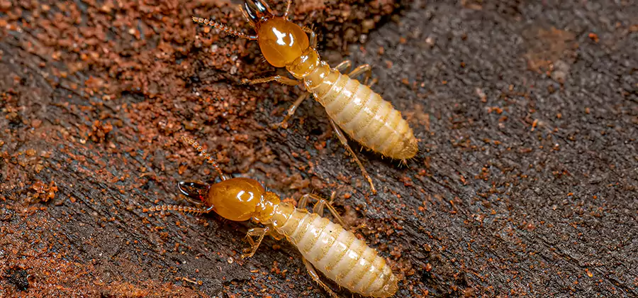 Natural Ant Hill Killer Treatment in Herndon