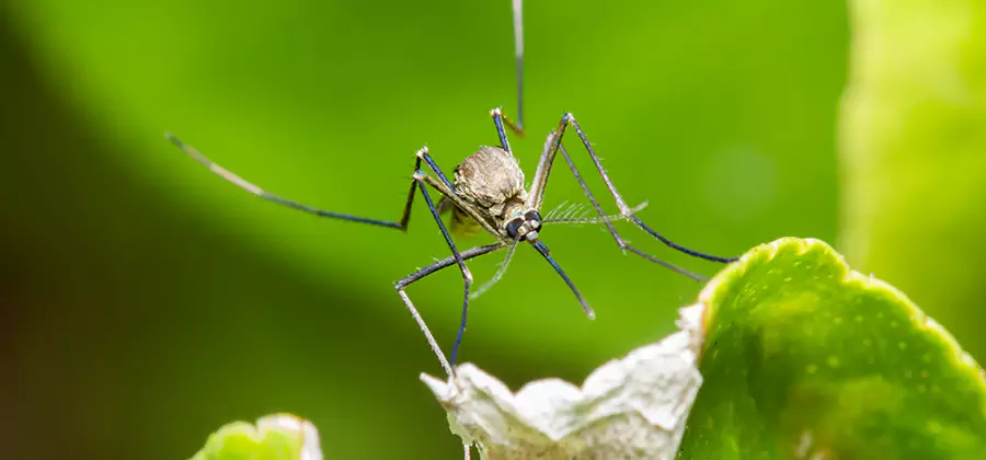 Natural Outdoor Mosquito Repellent in Herndon