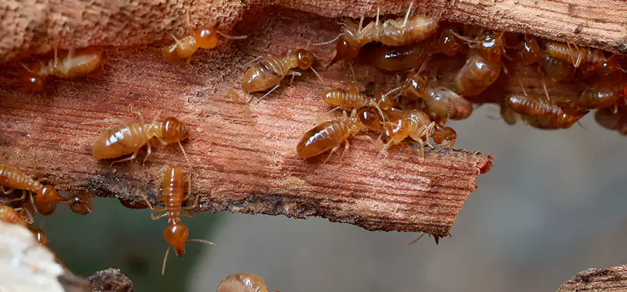 Termite Pest Management in Herndon