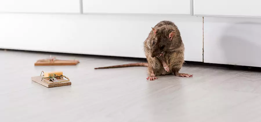 Rat Baiting Removal Service in Herndon