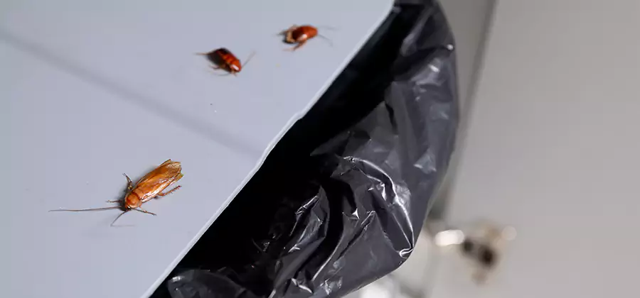 German Roach Pest Control in Herndon