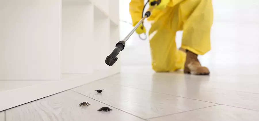 Roach and Bed Bug Exterminator in Herndon