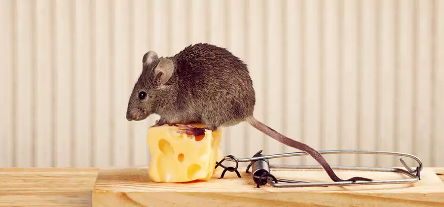 Commercial Rodent Exclusion Services in Herndon