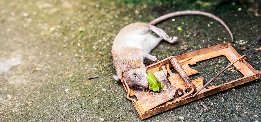 Rat Trapping in Herndon
