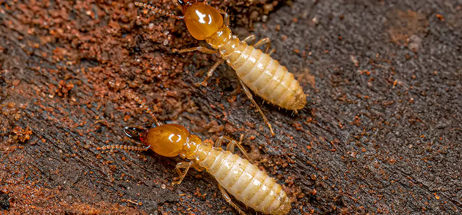Sentricon Residential Termite Control in Herndon