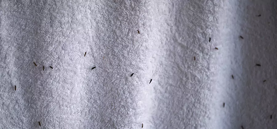 Small Black Ants in Bathroom Treatment in Herndon
