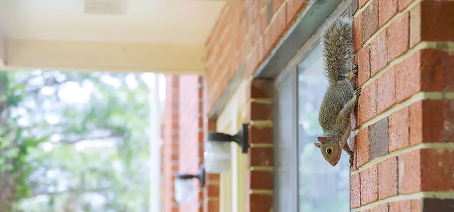 Squirrel Inside Walls Removal in Herndon