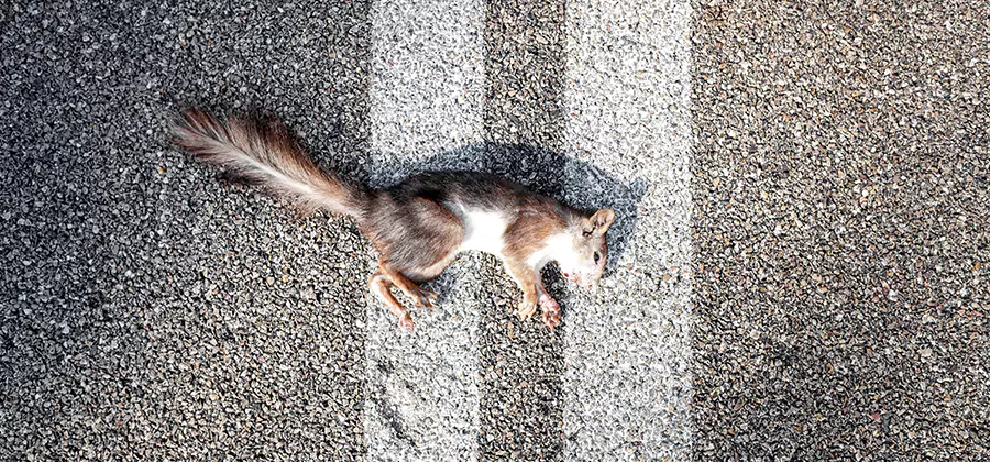 Dead Squirrel Removal in Herndon