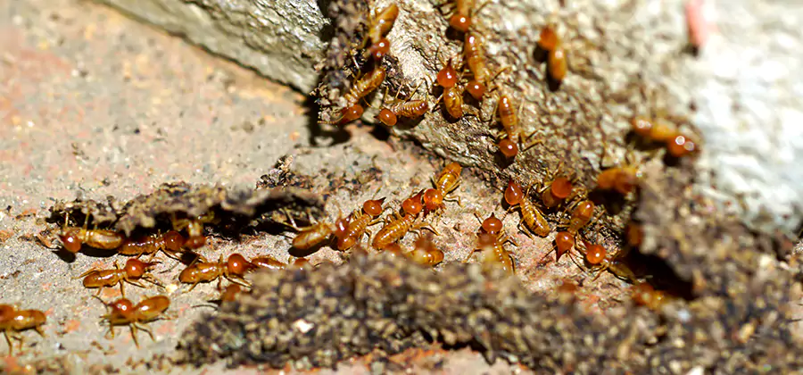 Wood Treatment and Localized Termite Solutions in Herndon