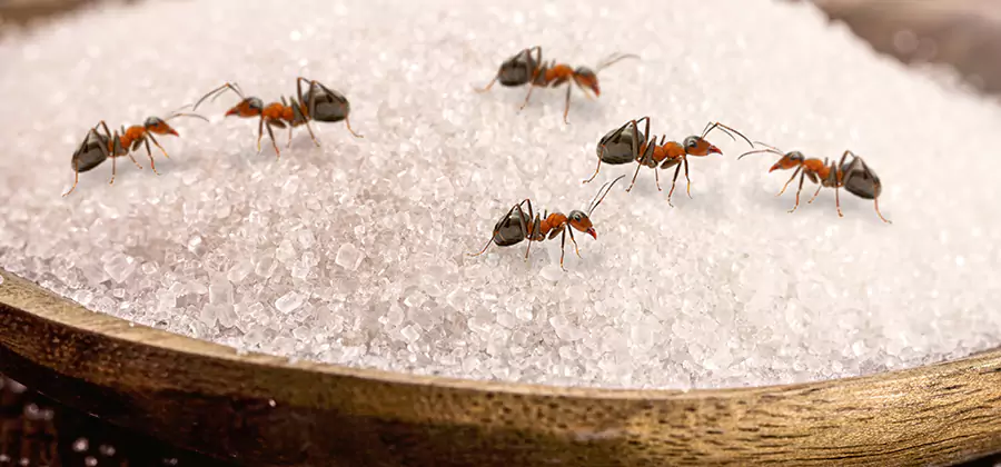 Indoor Sugar Ant Treatment in Herndon