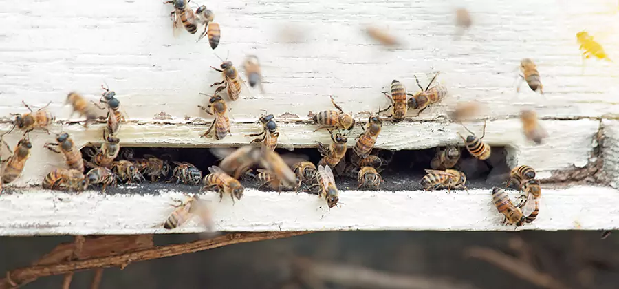 Residential Termite Fumigation in Herndon