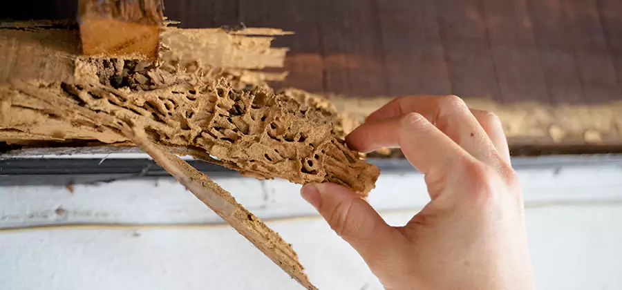 Pre-Purchase Termite Inspection in Herndon