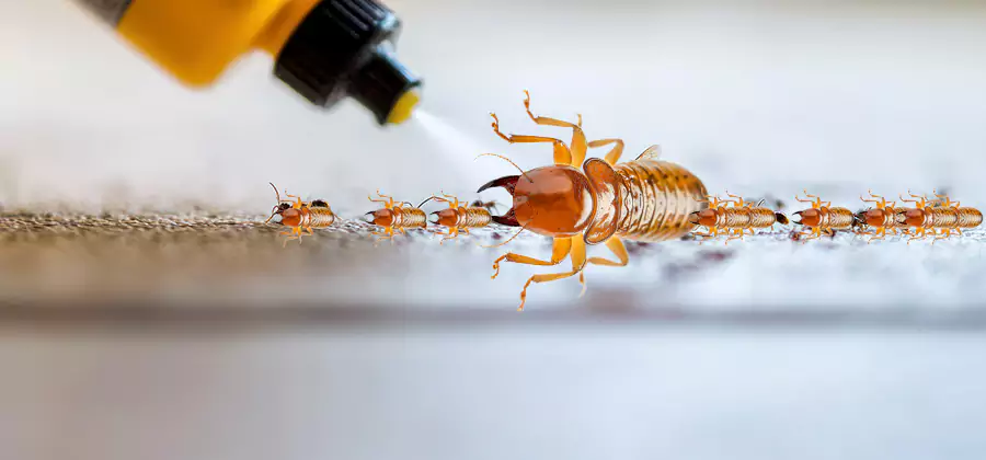 Foundation Termite Spraying Control in Herndon