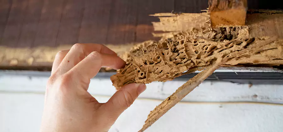 Pre-Construction Termite Treatment in Herndon
