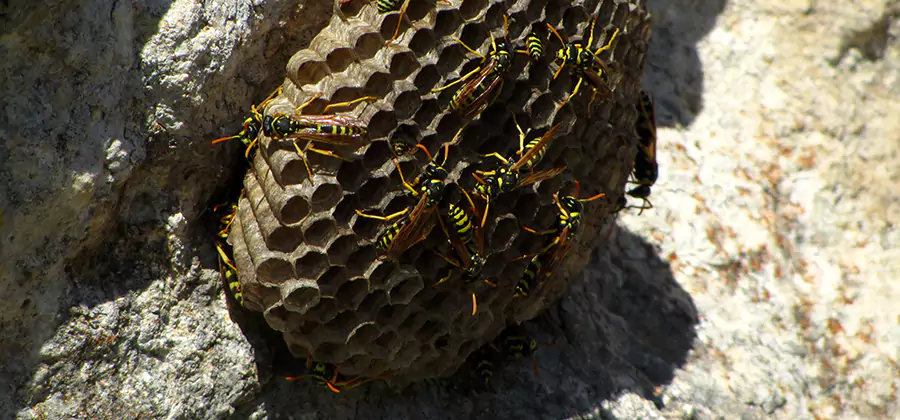 Wasp Nest in Tree Removal Herndon
