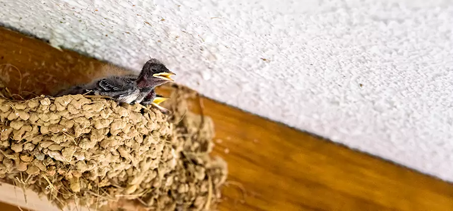 Bird Removal From House in Herndon