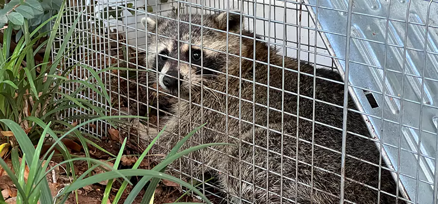 Wildlife Relocation Services in Herndon
