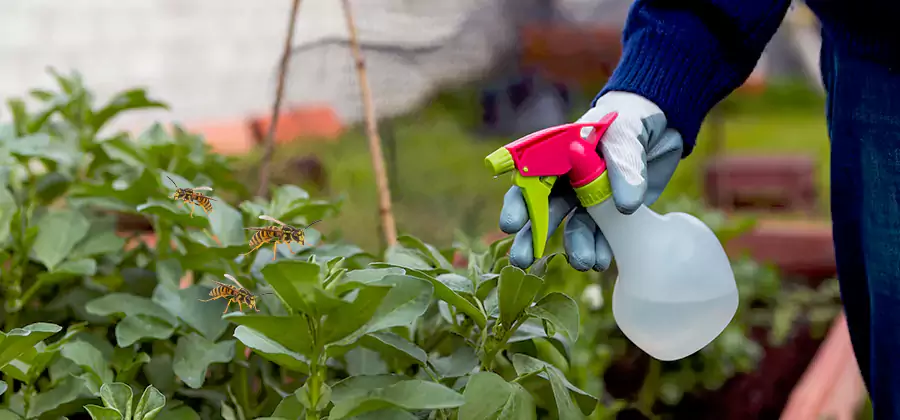 Yellow Jacket Pest Removal for Commercial Properties in Herndon
