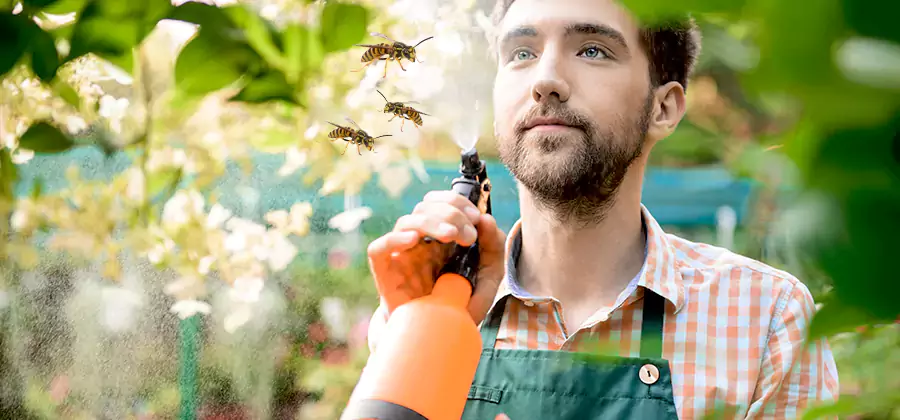 Yellow Jacket Wasp Removal in Herndon