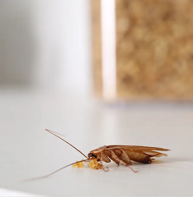 Why Herndon Pest Control Pro Stands Out in Herndon, VA?