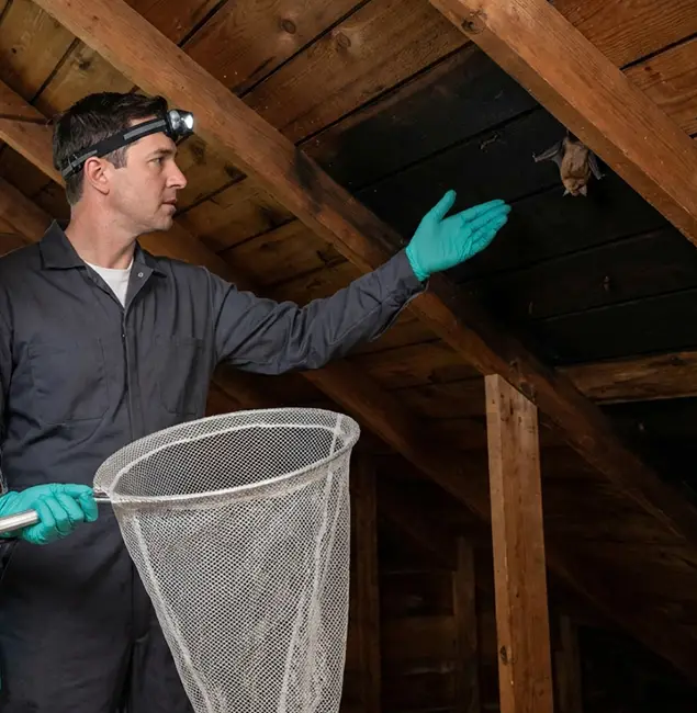 Why Herndon Pest Control Pro Is the Right Choice in Herndon, VA?