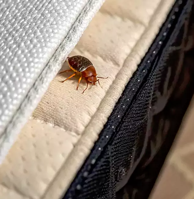 Why Choose Herndon Pest Control Pro for Bed Bug Treatment at Home in Herndon, VA?