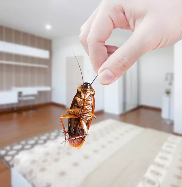 Why Herndon Pest Control Pro Stand Out For Bed Bug Inspection in Herndon, VA?