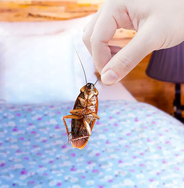 Why Choose Herndon Pest Control Pro for Bed Bug Treatment in Herndon, VA?