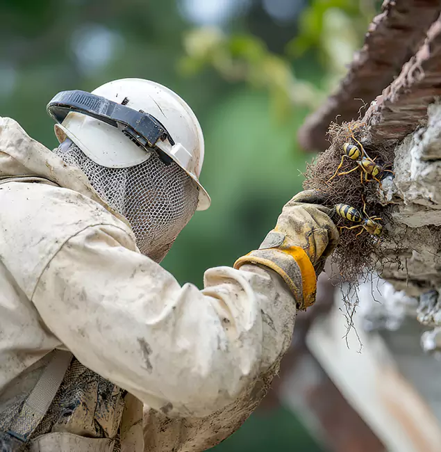 Why Herndon Property Owners Choose Herndon Pest Control Pro for Bee Exterminator?