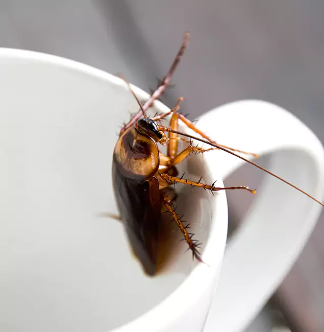 Why Herndon, VA Residents Trust Herndon Pest Control Pro for Cockroach Fumigation?