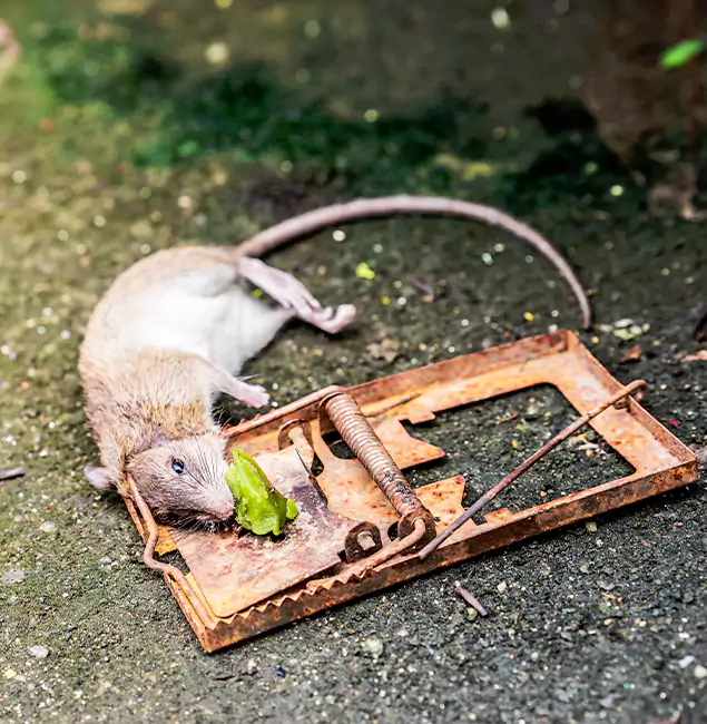 Why Herndon, VA Homeowners Trust Herndon Pest Control Pro for Rodent Removal?
