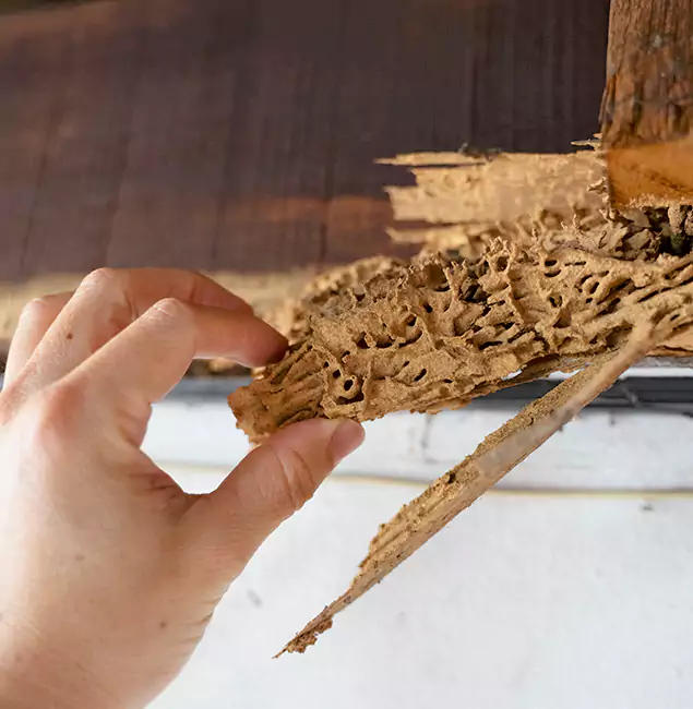 Why Choose Herndon Pest Control Pro in Herndon, VA?