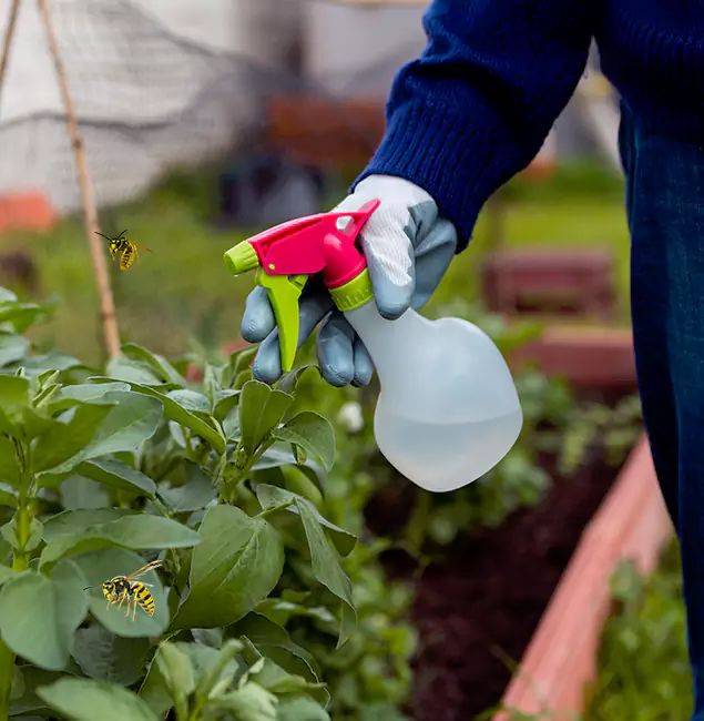 Why Herndon Homeowners Choose Herndon Pest Control Pro for Honey Bee Removal?