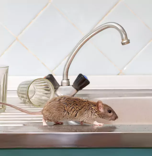 Why Herndon, VA Trusts Herndon Pest Control Pro for Humane Rodent Control?