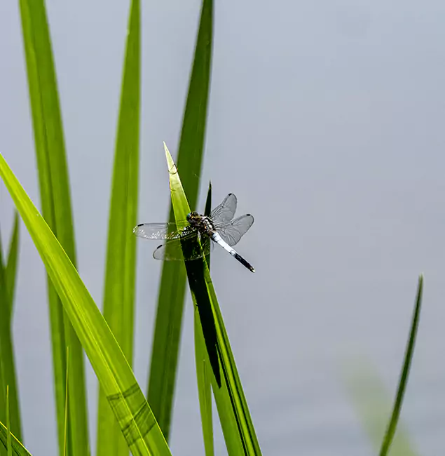 Why Herndon Families Trust Herndon Pest Control Pro for Mosquito Prevention?