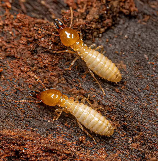 Why Choose Herndon Pest Control Pro for Termite Treatment Without Tenting in Herndon, VA?