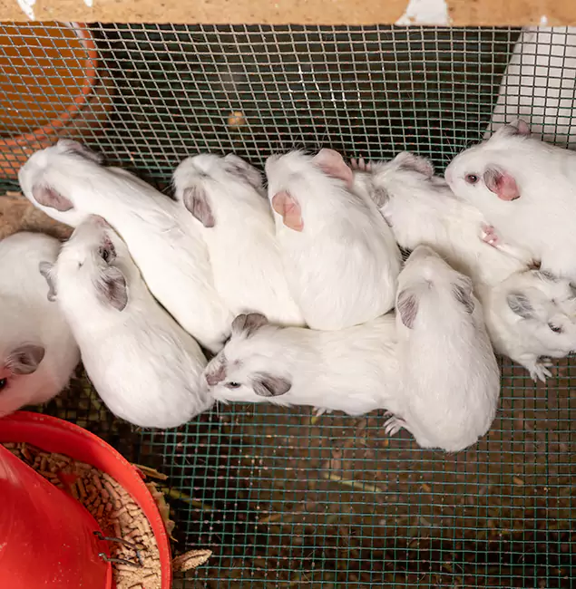 Why Choose Herndon Pest Control Pro for Rat Infestation in Herndon, VA?